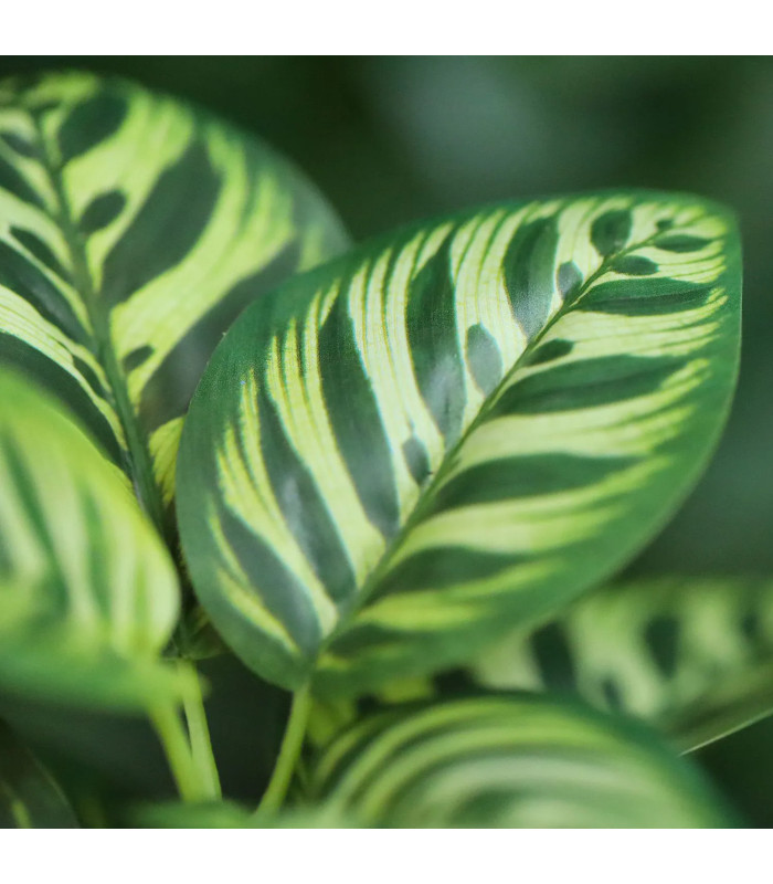 Calathea Makoyana Variegata 25cm