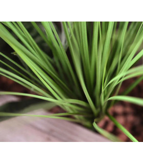 Herbe de graminée 60 cm vert