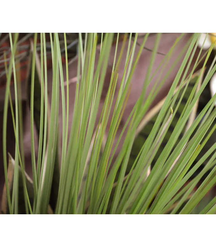 60cm green grass