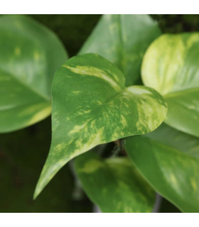 Plante artificielle Pothos 20cm