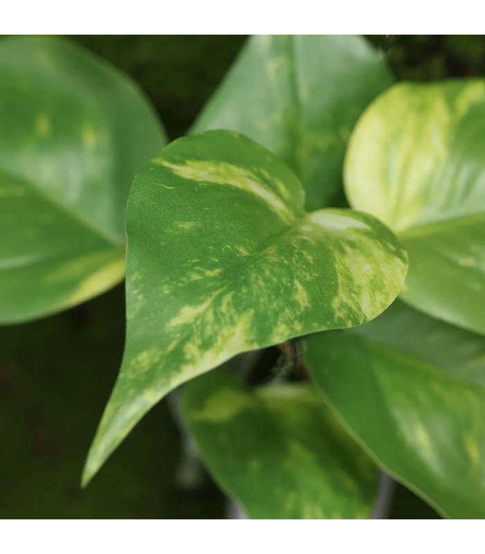 Artificial Pothos Plant 20cm