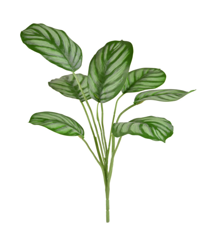 Calathea Maranta 30cm