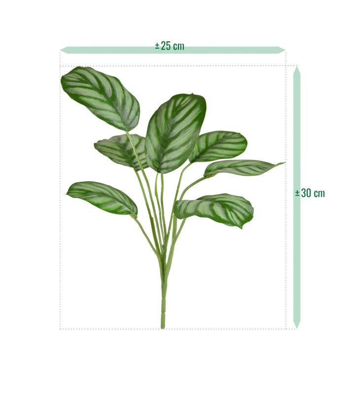 Calathea Maranta 30cm