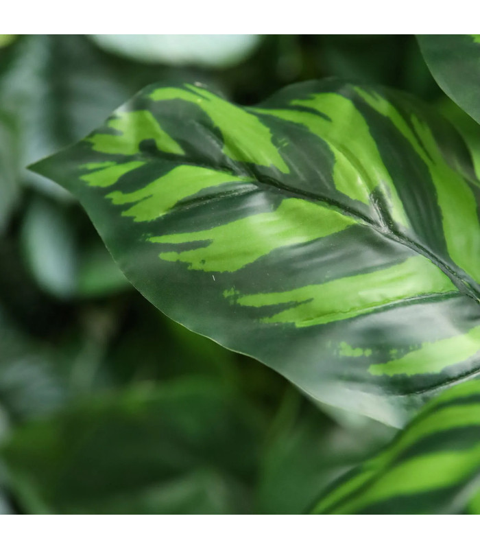 Calathea Maranta 40cm
