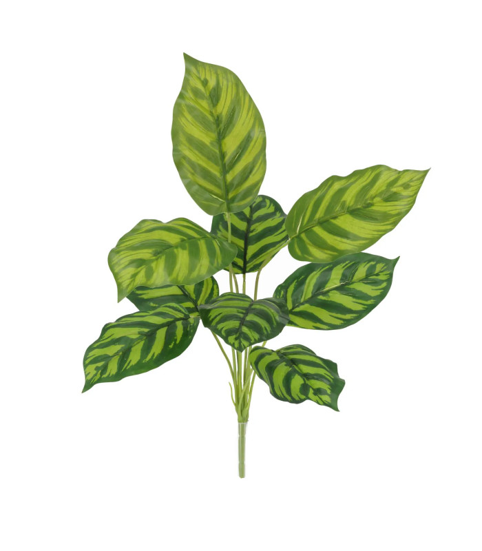 Calathea Maranta 40cm