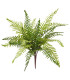 Fougère Dryopteris 45cm