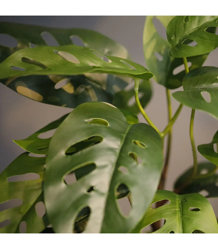 Monstera Adansonii 30cm