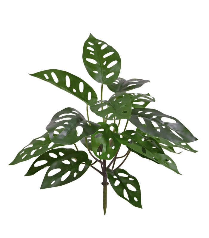 Monstera Adansonii 30cm