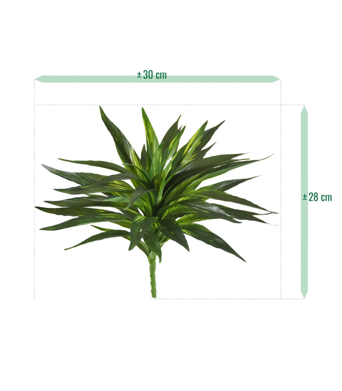Draceana verte 30cm
