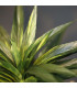 Green Dracaena 30cm