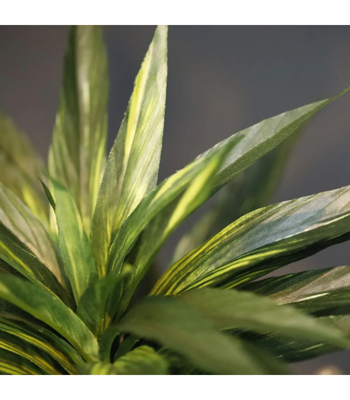 Green Dracaena 30cm