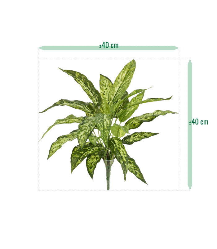 Aglaonema nitidum 40cm