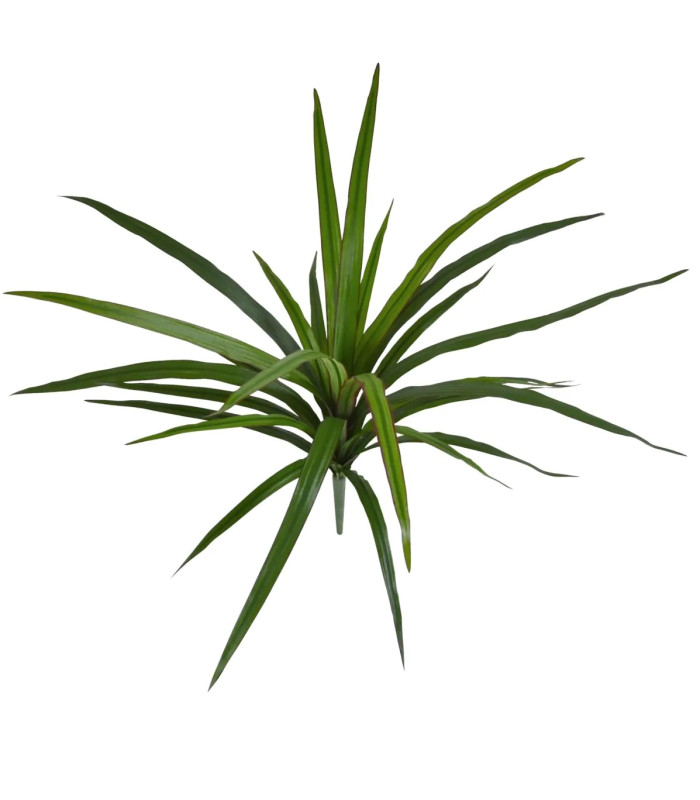 Draceana Marginata 40cm