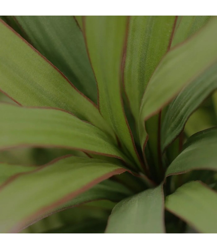 Draceana Marginata 40cm