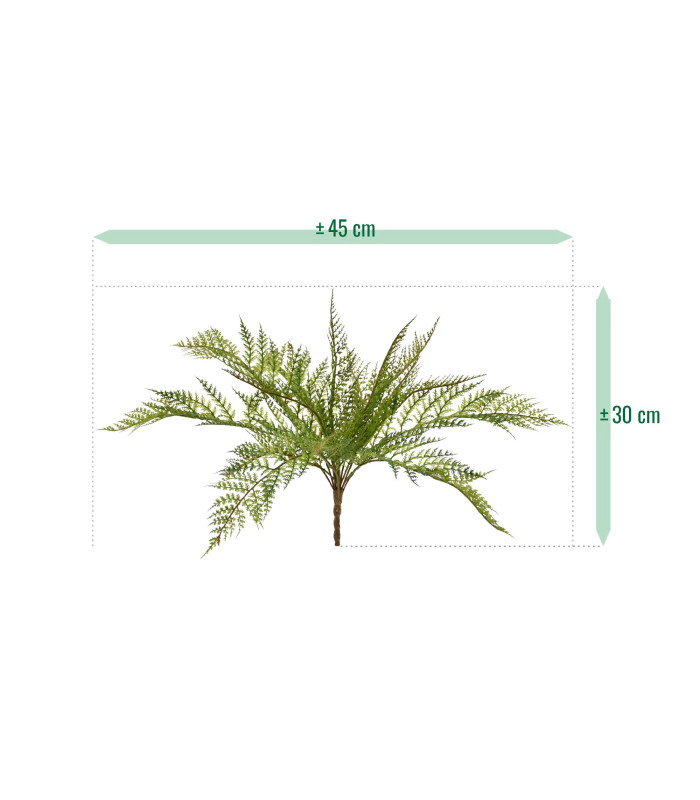 Fougère Nephrolepis exaltata 30cm