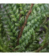 Fougère Nephrolepis exaltata 30cm