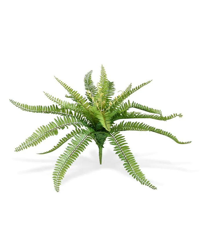 Boston Fern 65 cm