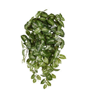 Syngonium panachée 50 cm retombante