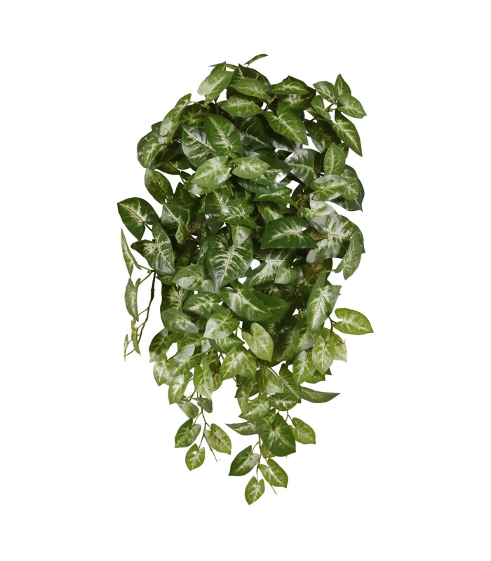 Variegated Syngonium 50 cm trailing