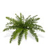 Boston fern "Deluxe"