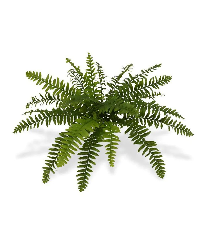 Boston fern "Deluxe"