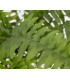 Boston fern "Deluxe"