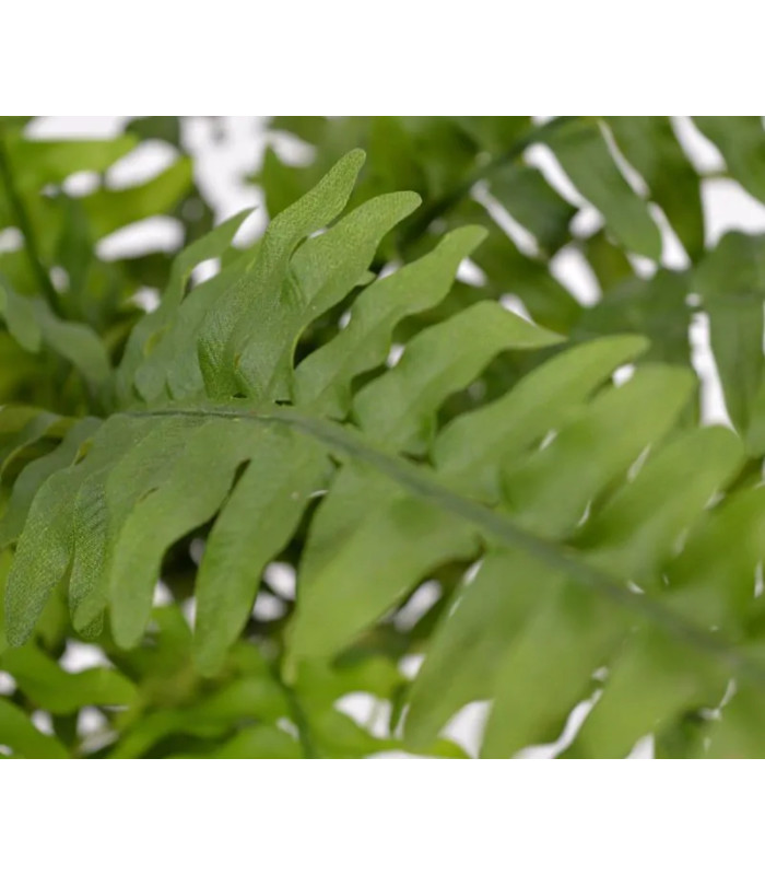 Boston fern "Deluxe"
