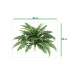 Boston Fern XL 65 cm