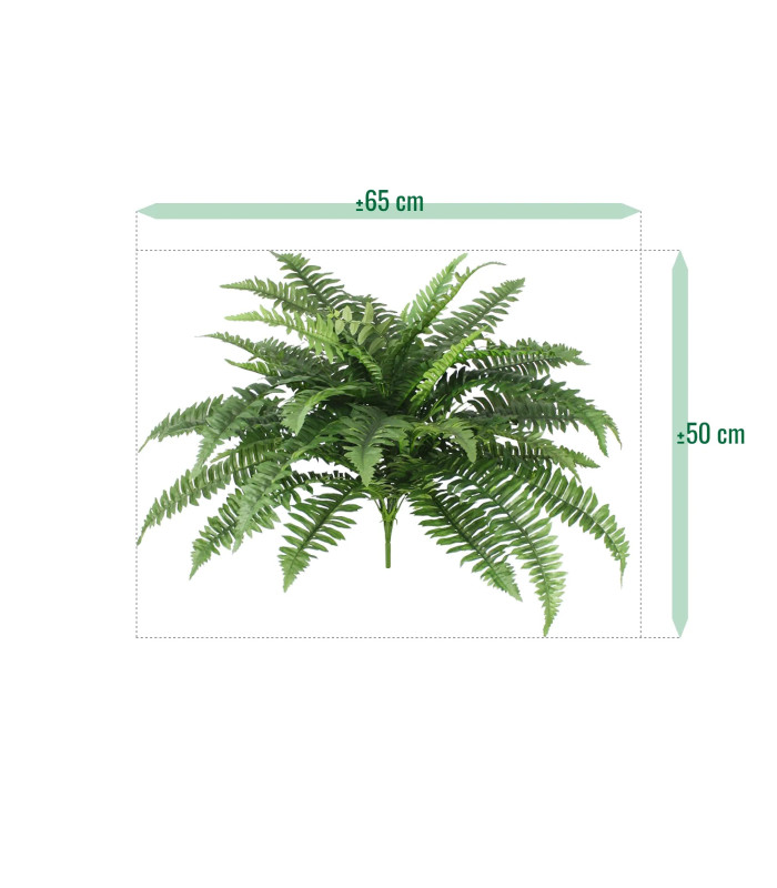 Boston Fern XL 65 cm