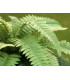 Boston Fern XL 65 cm