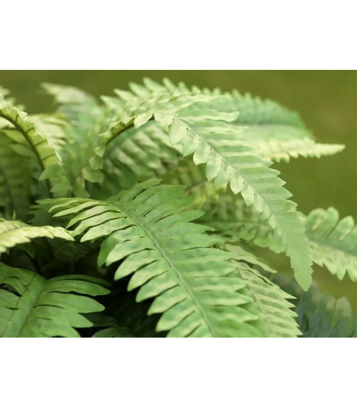 Fougère Boston XL 65 cm