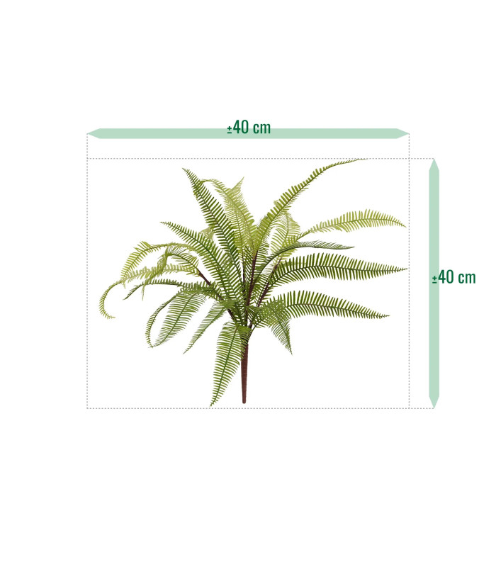 Dryopteris fern 45cm