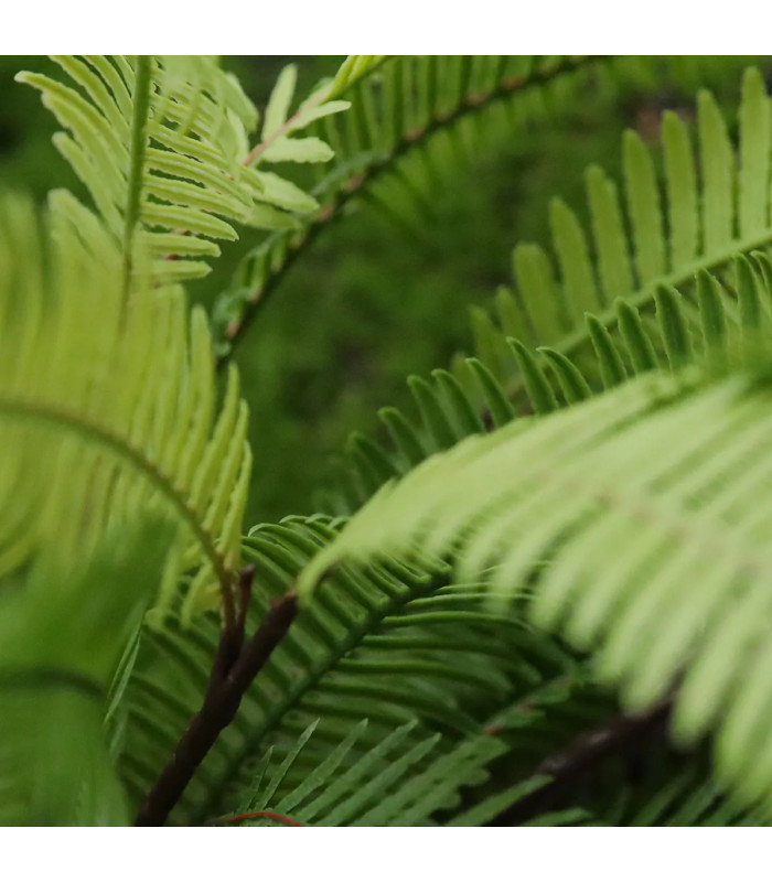 Dryopteris fern 45cm