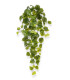 65cm green Philodendron