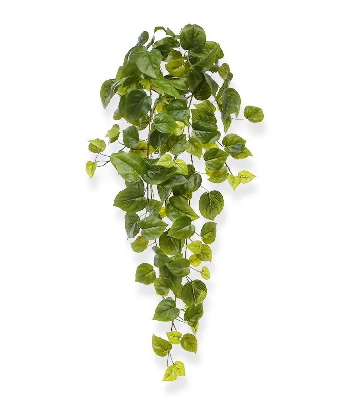 65cm green Philodendron