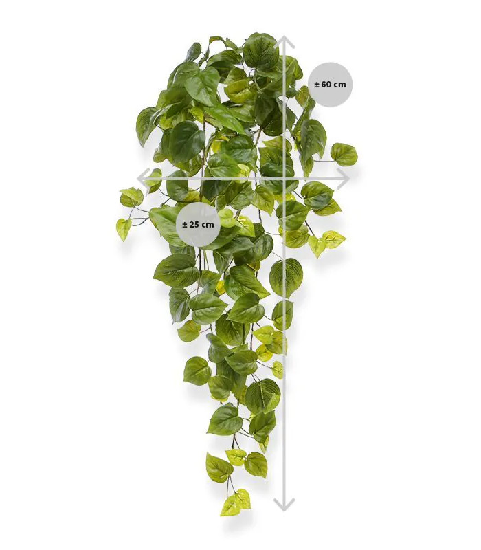 65cm green Philodendron