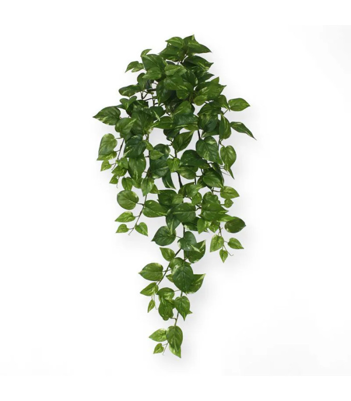 Trailing Scindapsus, 75 cm