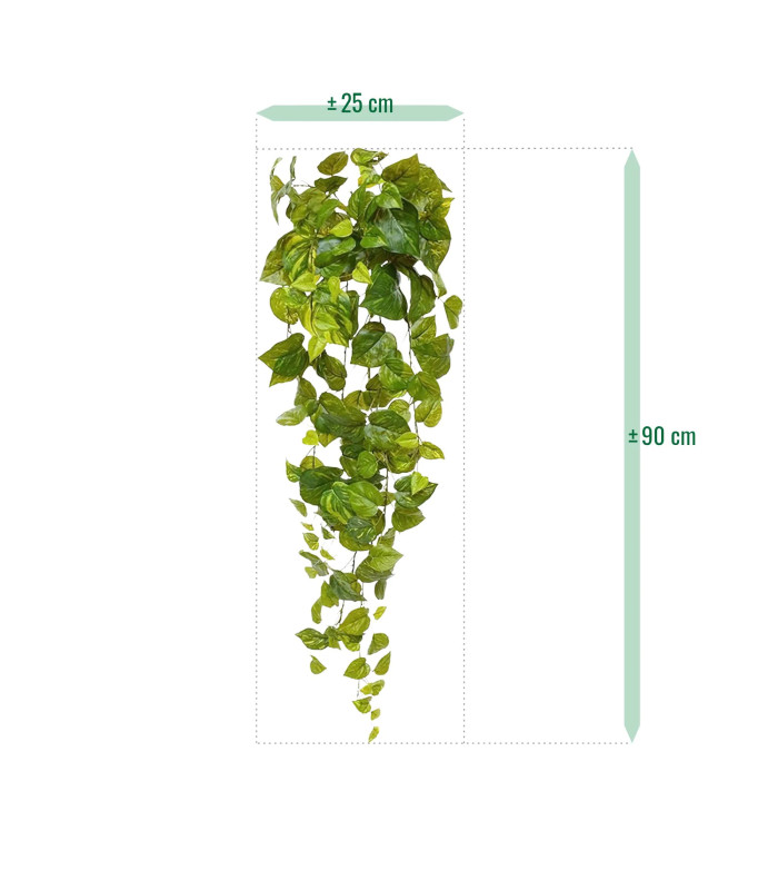 90cm trailing pothos, variegated