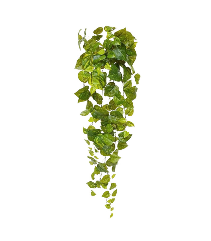 90cm trailing pothos, variegated