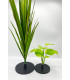Boston fern "Deluxe"