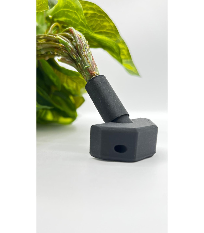 Variegated Syngonium 50 cm trailing